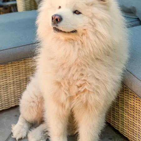 Апартаменты Tiny House - Fietsverhuur, Eigen Keuken En Badkamer *