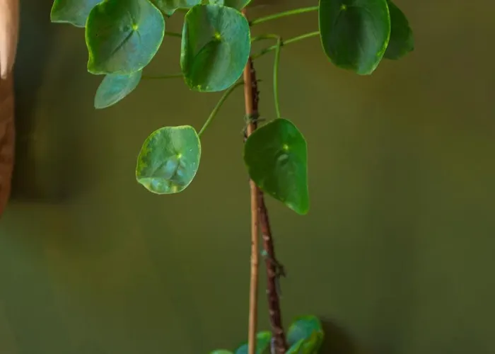 Tiny House - Fietsverhuur, Eigen Keuken En Badkamer Apartamento Nimega