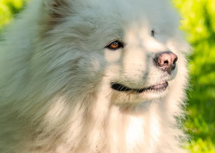 Tiny House - Fietsverhuur, Eigen Keuken En Badkamer * Nimega