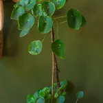 Tiny House - Fietsverhuur, Eigen Keuken En Badkamer Lägenhet Nijmegen
